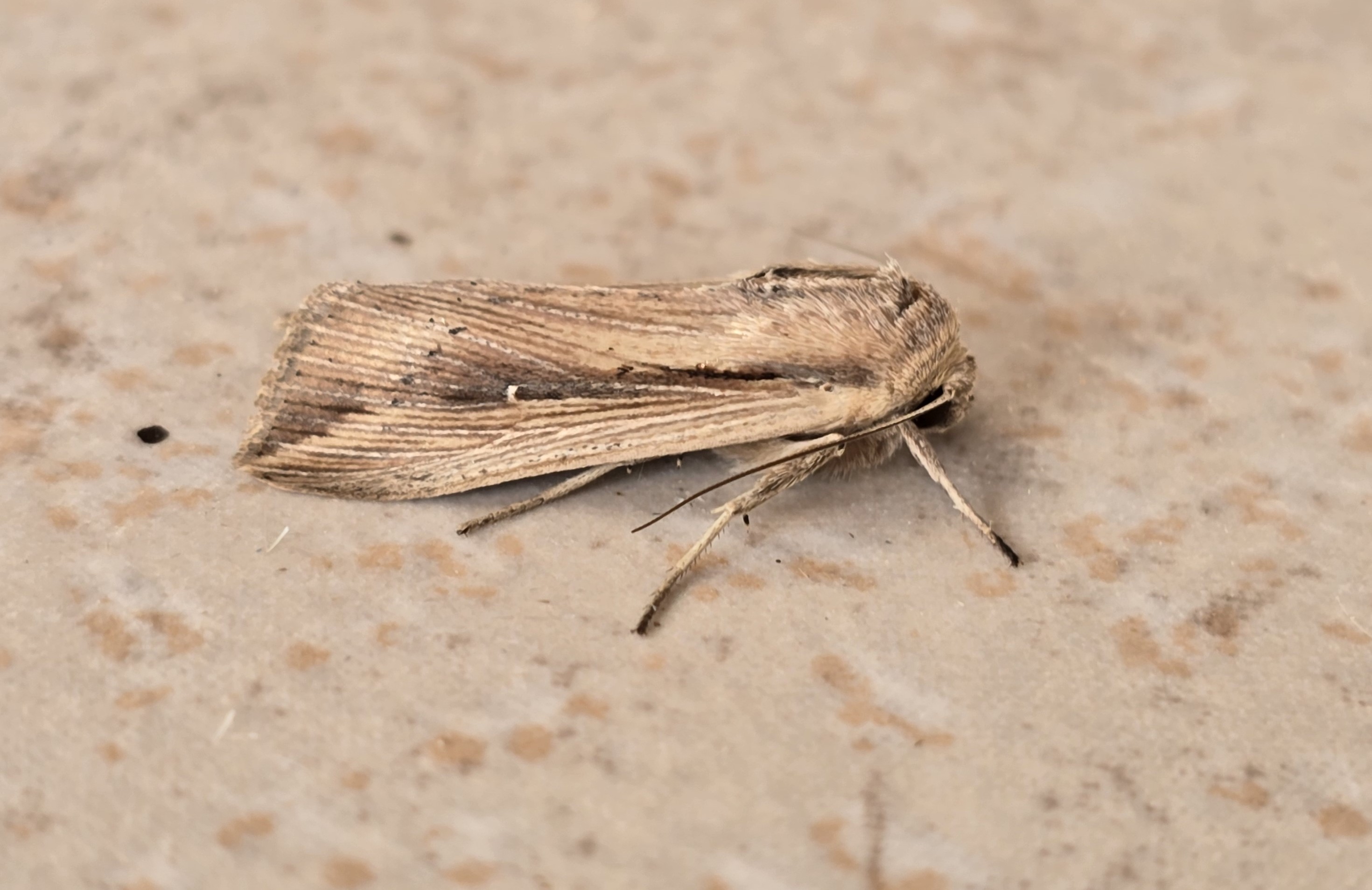 Photo of Cosmopolitan (Leucania loreyi)